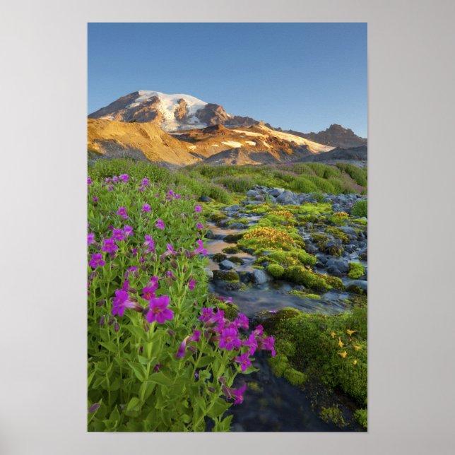 USA, Mt. Rainier National Park, Washington. Poster (Framsidan)