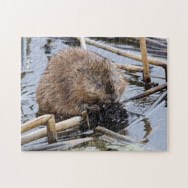 USA, Nebraska. Beaver Pussel (Horisontell)