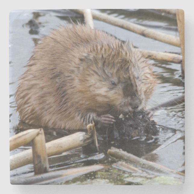 USA, Nebraska. Beaver Underlägg Sten (Framsidan)