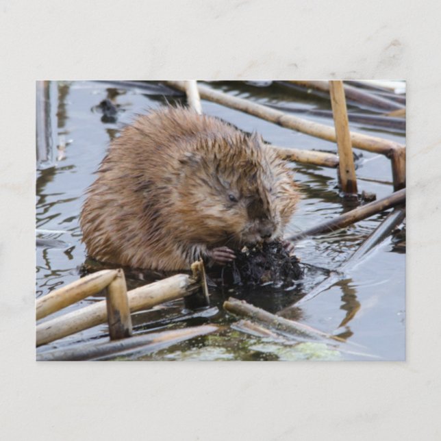 USA, Nebraska. Beaver Vykort (Framsida)