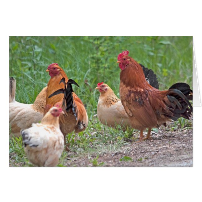 USA, Nebraska. Chickens Hälsningskort (Framsidan Horizontal)