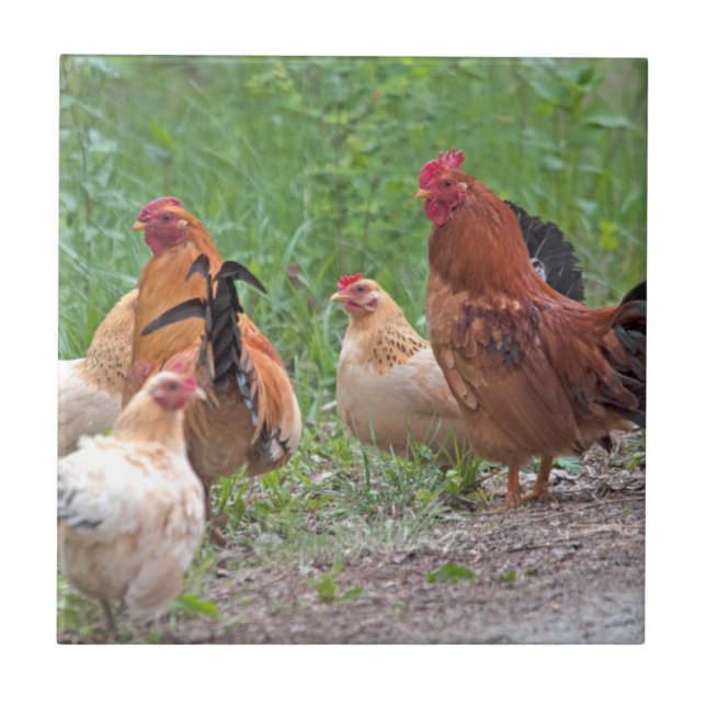 USA, Nebraska. Chickens Kakelplatta (Framsidan)