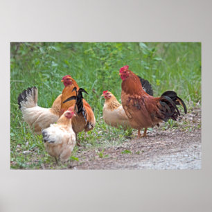 USA, Nebraska. Chickens Poster