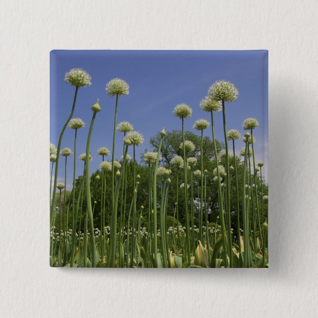 USA, New England, Massachusetts, Boston, 3 Knapp (Framsida)