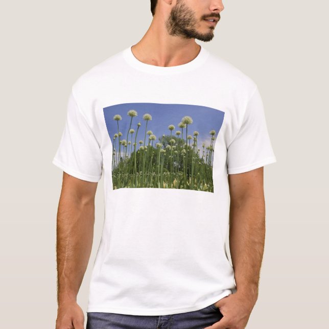 USA, New England, Massachusetts, Boston, 3 T-shirt (Framsida)