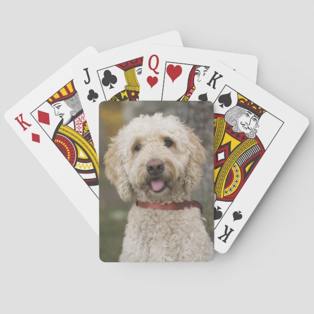 USA, New England, Massachusetts, Reading Casinokort (Baksidan)