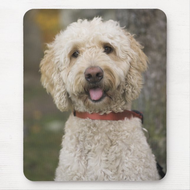 USA, New England, Massachusetts, Reading Musmatta (Framsidan)