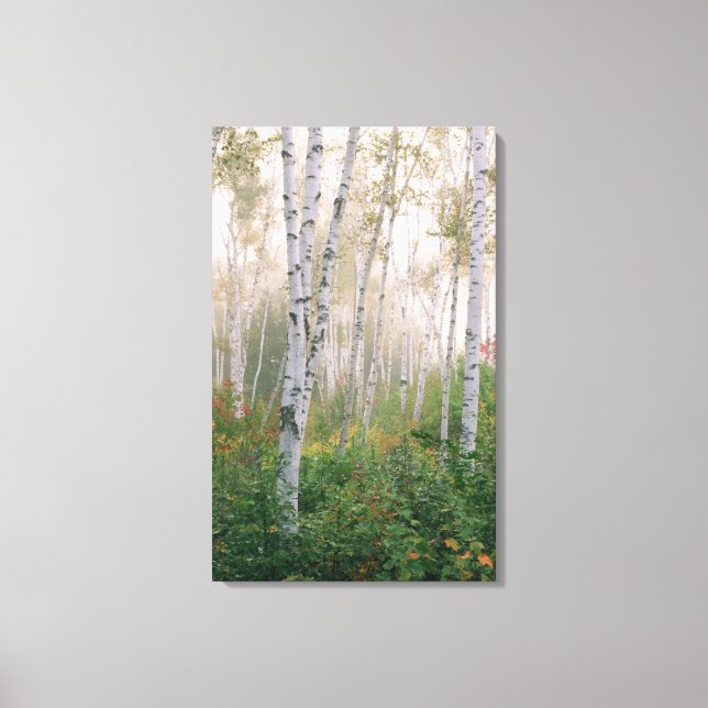 USA, New Hampshire. Birch träd vid röjning av dimm Canvastryck (Framsida)