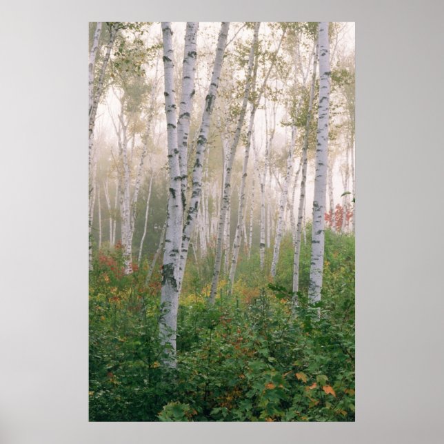 USA, New Hampshire. Birch trees in clearing fog Poster (Framsidan)