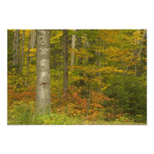 USA, New Hampshire, Livermore, Vita berget Fototryck