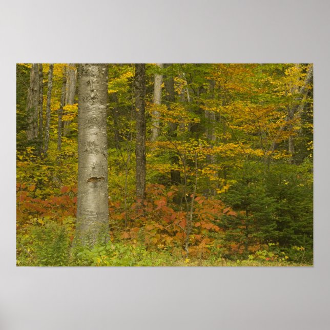 USA, New Hampshire, Livermore, White Mountain Poster (Framsidan)