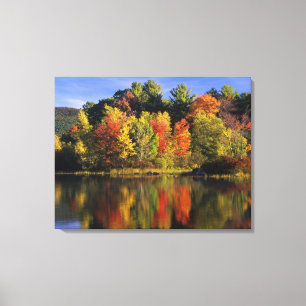 USA, New Hampshire, Moultonborough. Träd i Canvastryck