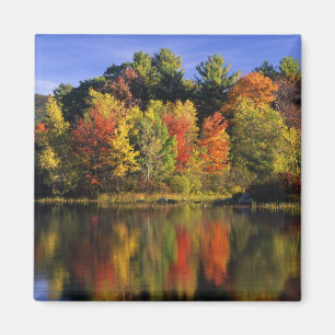 USA, New Hampshire, Moultonborough. Träd i Magnet
