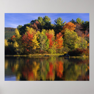 USA, New Hampshire, Moultonborough. Träd i Poster