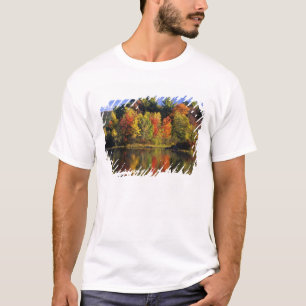 USA, New Hampshire, Moultonborough. Träd i Tee