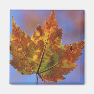 USA, New Hampshire, Vita bergen, Franconia Magnet