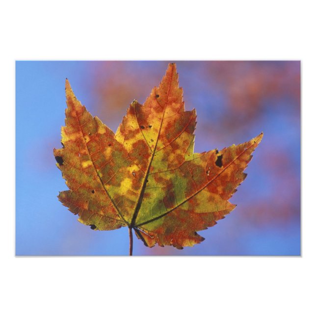 USA, New Hampshire, White Mountains, Franconia Fototryck (Framsidan)