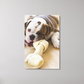 USA, New jersey, Jersey City, Cute bulldog valp 2 Canvastryck