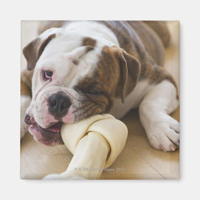 USA, New jersey, Jersey City, Cute bulldog valp 2 Magnet (Framsidan)