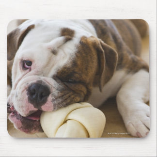 USA, New jersey, Jersey City, Cute bulldog valp 2 Musmatta