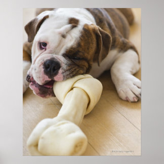 USA, New jersey, Jersey City, Cute bulldog valp 2 Poster
