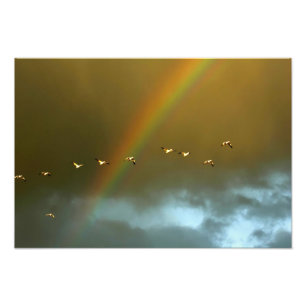 USA, New mexico, Bosque del Apache National 3 Fototryck