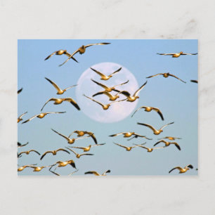 USA, New Mexico, Bosque del Apache Vykort