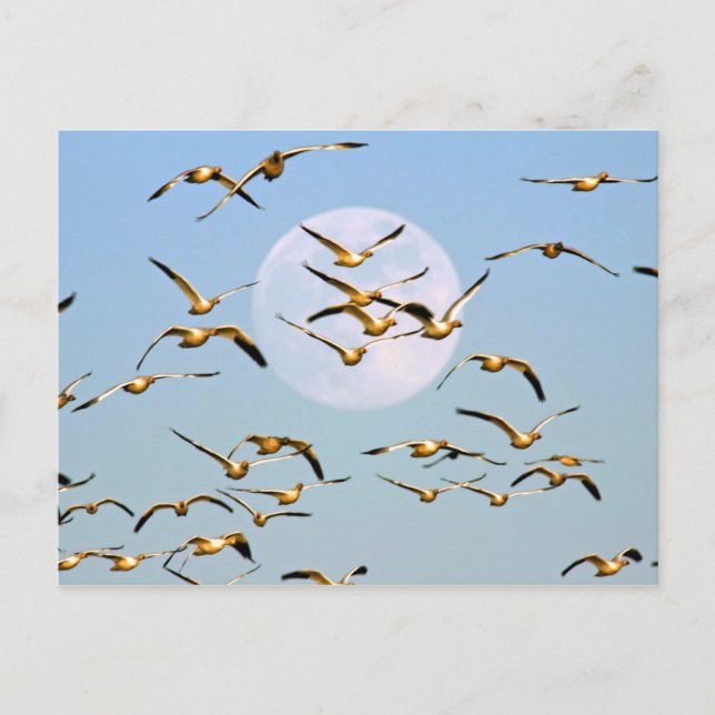 USA, New mexico, Bosque del Apache Vykort (Framsida)