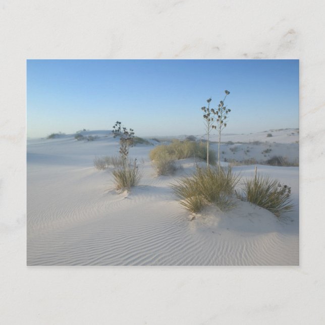 USA, New Mexico, White Sands National 2 Vykort (Framsida)