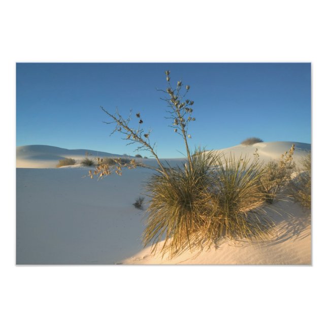 USA, New mexico, White Sands National 3 Fototryck (Framsidan)