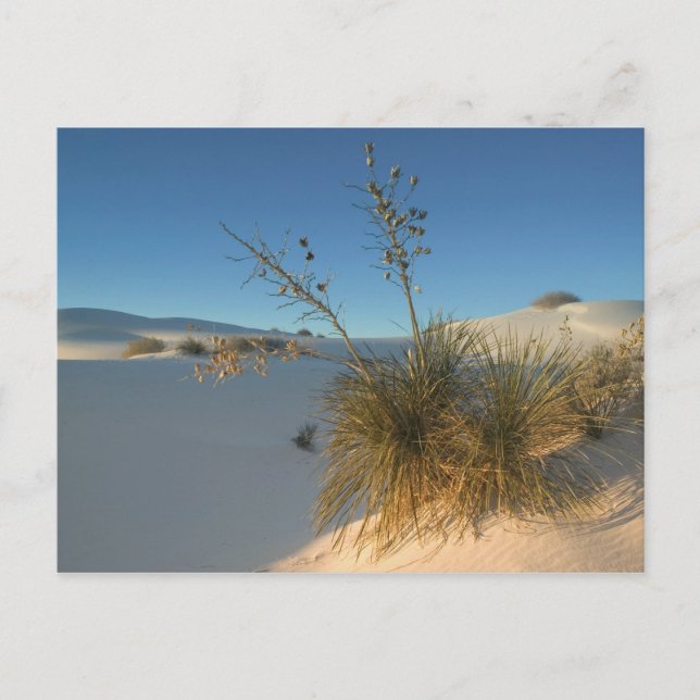 USA, New Mexico, White Sands National 3 Vykort (Framsida)