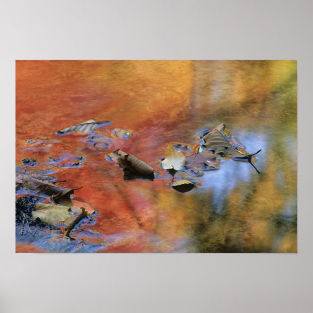USA, New York, Adirondacks, Fallna löv i Poster (Framsidan)