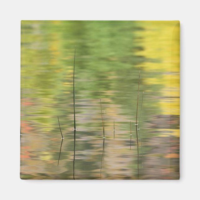 USA, New York, Adirondacks, Reflektioner i vatten Magnet (Framsidan)