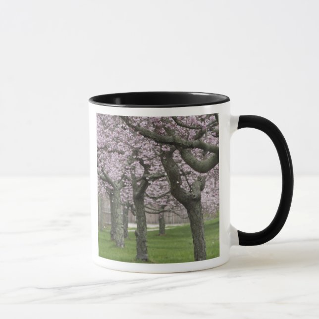 USA, New York, East Hampton. Körsbärsträd i Mugg (Höger)