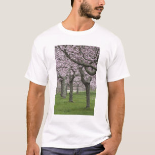 USA, New York, East Hampton. Körsbärsträd i T-shirt