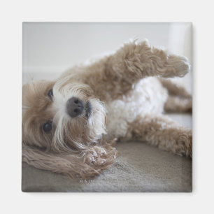 USA New York, New York City, Brooklyn, Cockapoo Magnet