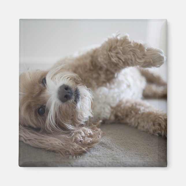 USA, New York, New York City, Brooklyn, Cockapoo Magnet (Framsidan)