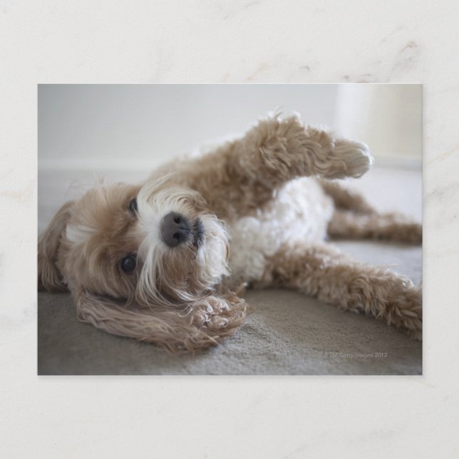 USA, New York, New York City, Brooklyn, Cockapoo Vykort (Framsida)