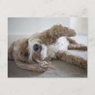 USA, New York, New York City, Brooklyn, Cockapoo Vykort