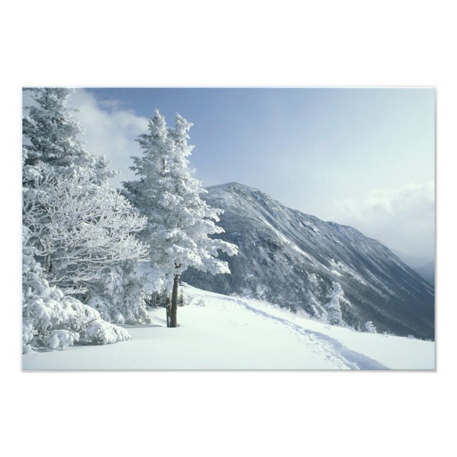 USA, NH, Snötäckta träd Stigar Snöskor Fototryck (Framsidan)