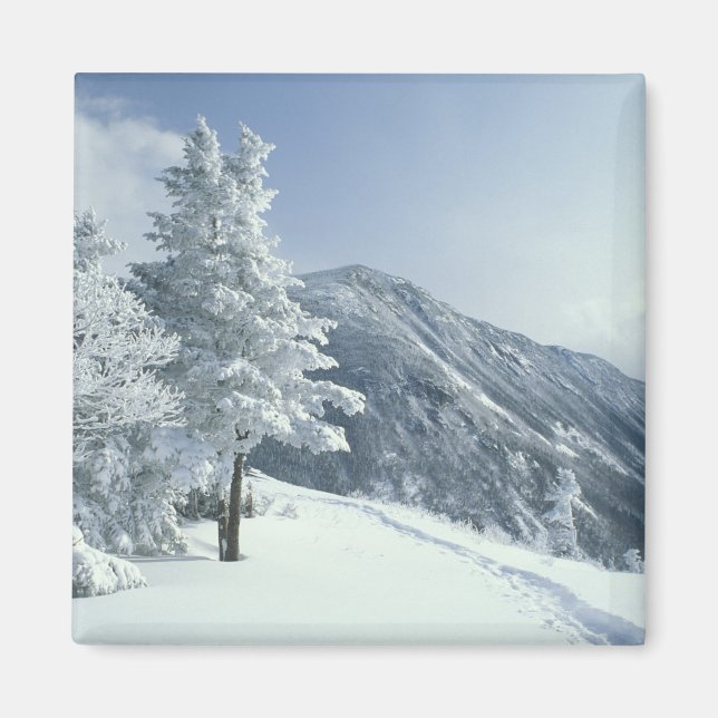 USA, NH, Snötäckta träd Stigar Snöskor Magnet (Framsidan)