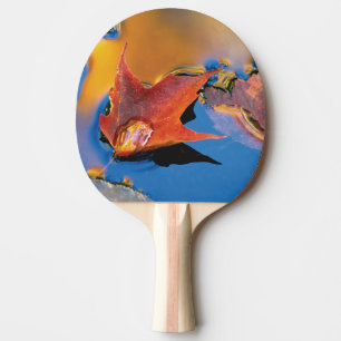 USA, nordost, lönnlöv i reflektion Pingisracket