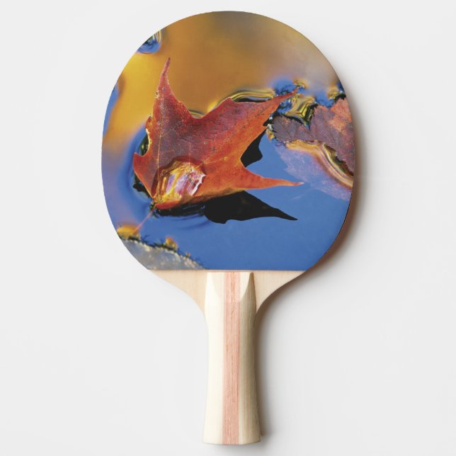 USA, nordost, lönnlöv i reflektion Pingisracket (Framsidan)