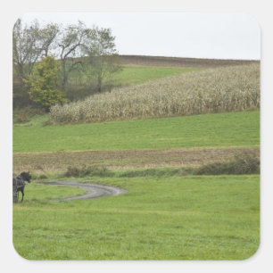 USA, nordöstra Ohio. Amish hästdroska på bondgård Fyrkantigt Klistermärke