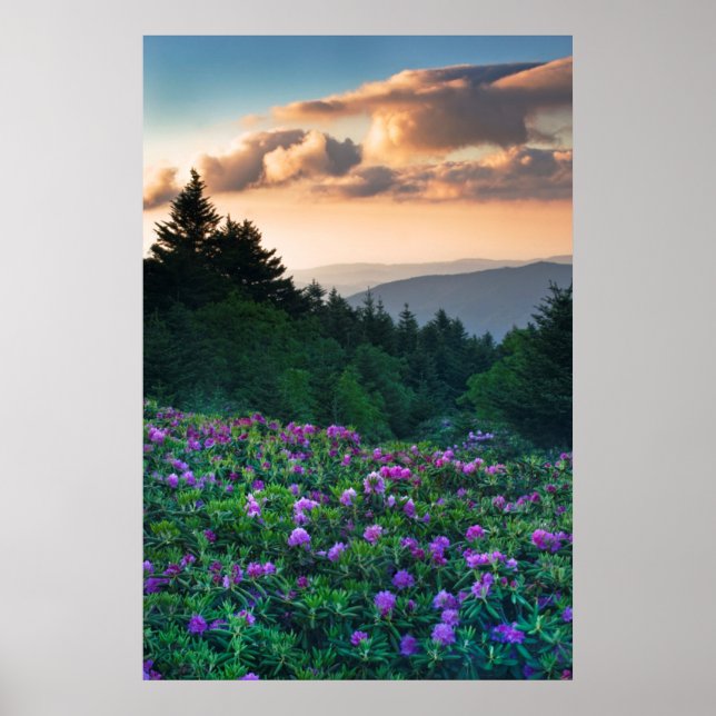USA, North Carolina. Catawba-rhododendron Poster (Framsidan)