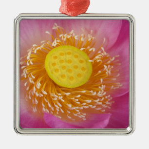 USA; North Carolina; Lotus blommar i Julgransprydnad Metall