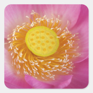 USA; North Carolina; Lotus blommar på sommaren Fyrkantigt Klistermärke