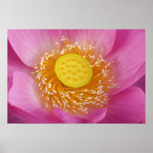 USA; North Carolina; Lotus blommar på sommaren Poster