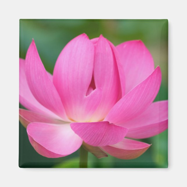 USA; North Carolina; Lotusblomma Magnet (Framsidan)