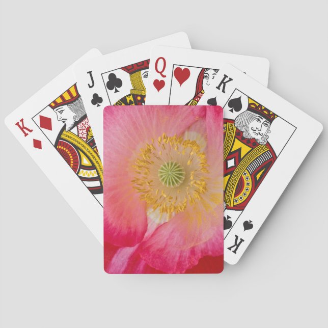 USA, North Carolina. Stängning av vallmo insida Kortlek (Baksidan)